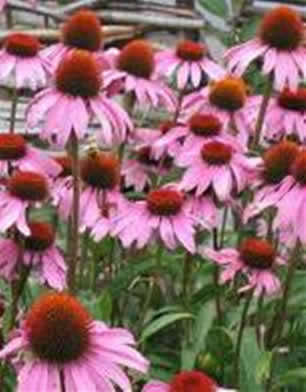 echinacea flowers